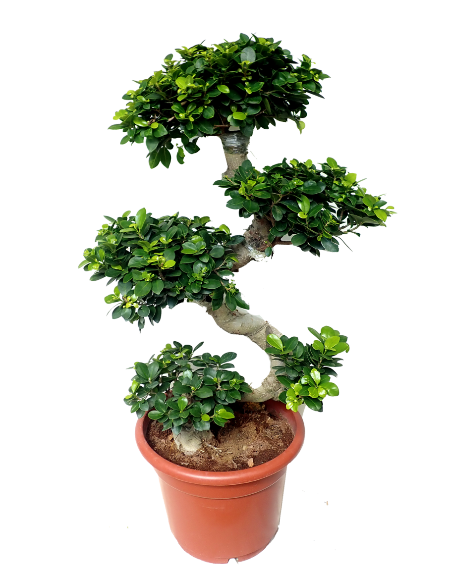 Ficus Microcarpa Bonsai S Shape